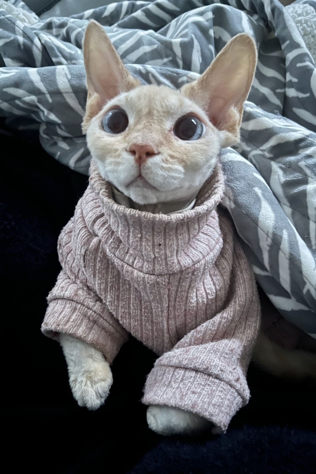 Louie